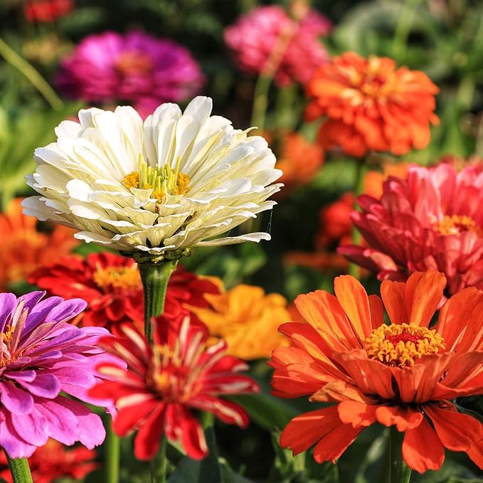LUOJIBIE Zinnia Seeds, California Giants Mix, 2,0000+ Bulk Garden Flower Seeds for Planting Outdoors, Mixed Colors and Large Blooms, Attracts Pollinators, Easy to Grow