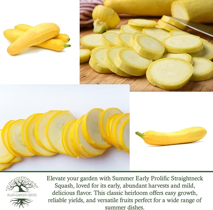Early Prolific Straightneck Squash Seeds – 50+ Non-GMO & Heirloom Vegetable Seeds, Cucurbita Pepo, Fast Growing Yellow Summer Squash, High Yield for Containers & Gardens, Gift Idea by Isla’s Garden