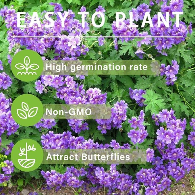 10+Violet Double Geraniums Seeds for Planting Outdoor-Rare Perennial Flower Plant for Garden Home Attract Pollinators