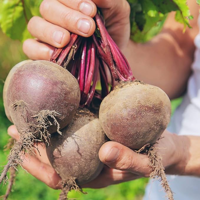 The Old Farmer's Almanac Heirloom Beet Seeds (Detroit Dark Red) - Approx 360 Seeds - Non-GMO, Open Pollinated, USA Origin