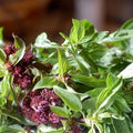 Licorice (Anise) Basil Herb Garden Seeds - 1 Oz - Non-GMO, Heirloom - Culinary Gardening Seeds - Ocimum basilicum