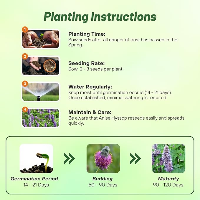 Outsidepride Blue Spike Anise Hyssop Seeds for Planting - 1000 Pcs Perennial Herb Garden Seeds with Fragrant Blooms Attractive to Pollinators, for Small Gardens, Containers, & Xeriscaping