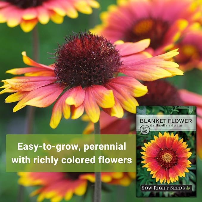 Sow Right Seeds - Blanket Flower Seeds for Planting - Non-GMO Heirloom Seeds Packet with Instructions to Plant Your Garden - Perennial Indian Gaillardia - Grow Native Gardens, Add a Color Bonanza (1)
