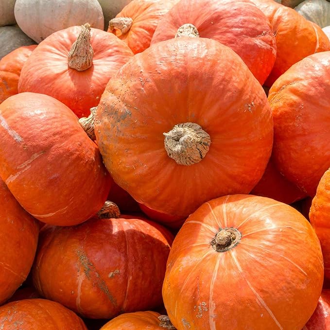 Sunshine Hybrid Winter Squash Garden Seeds - 2 g Packet ~12 Seeds - Non-GMO - Vegetable Gardening Seed - AAS Award Winner