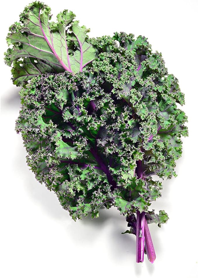 Todd's Seeds Red Russian Kale Seed - 1 Pound