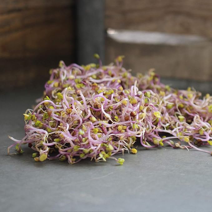 Organic Red Volcano Radish Seeds - 4 Oz - Non-GMO, Heirloom - Vegetable Garden, Microgreens, Sprouting