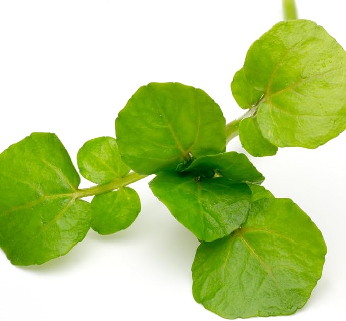 Seed Needs Watercress Seeds for Planting Nasturtium officinale - Non-GMO Heirloom & Untreated - Plant Your own Home Grown Culinary Herb Garden Indoors or Outdoors (5 Packs)