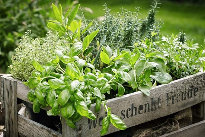 Herb Garden Kit | Chef 5 Pack | Parsley, Oregano, Cilantro, Dill, and Thyme | 5 Plant Markers | Herb Garden Seeds for Planting. Indoor Herb Garden,Good Outdoor Herbs