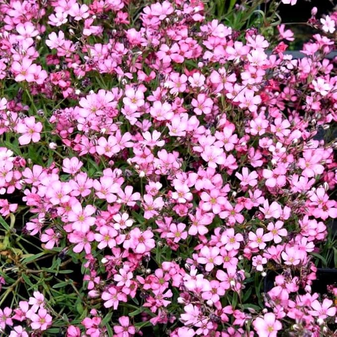 Pink Creeping Baby's-Breath 1000+ Seeds for Planting Gypsophila Groundcover Flowers