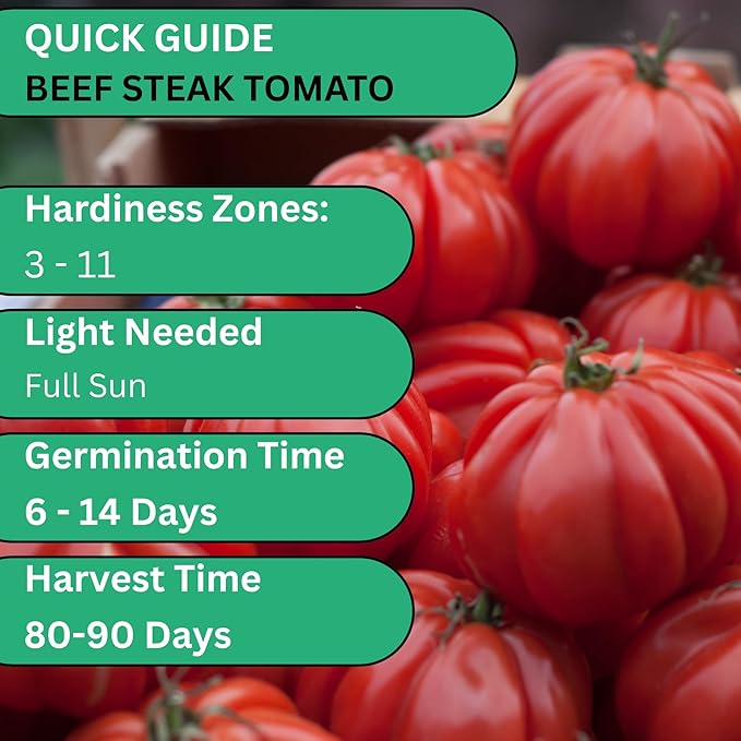 Woods Creek Seeds: Beefsteak Tomato Seeds for Planting - Heirloom Tomato Seeds for Planting Outdoors, Indoors, Patio or Home Plant Garden - Non-GMO Seed Pack of Large Juicy Tomatoes