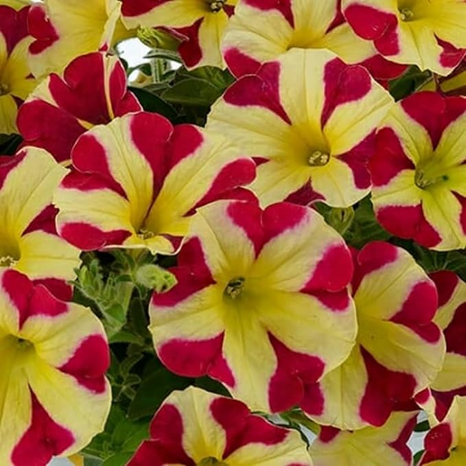 Rare Petunia Seeds for Planting - 300+ Beautiful Perennial Petunia Seeds Heirloom Flowers- High Germination Rate Open Pollinated