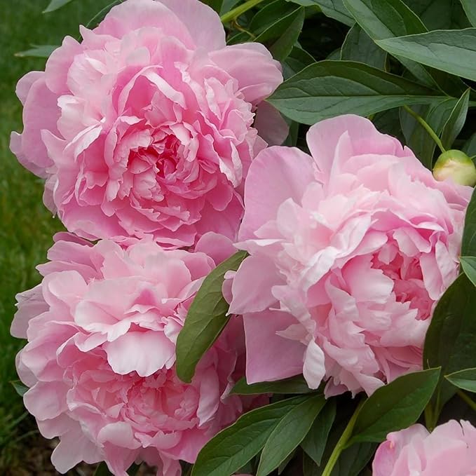 Peony Flower Seeds for Planting - 1000 Heirloom Flower Seeds for Planting Beautiful Pink Ruffled Blooms to Attract Butterflies