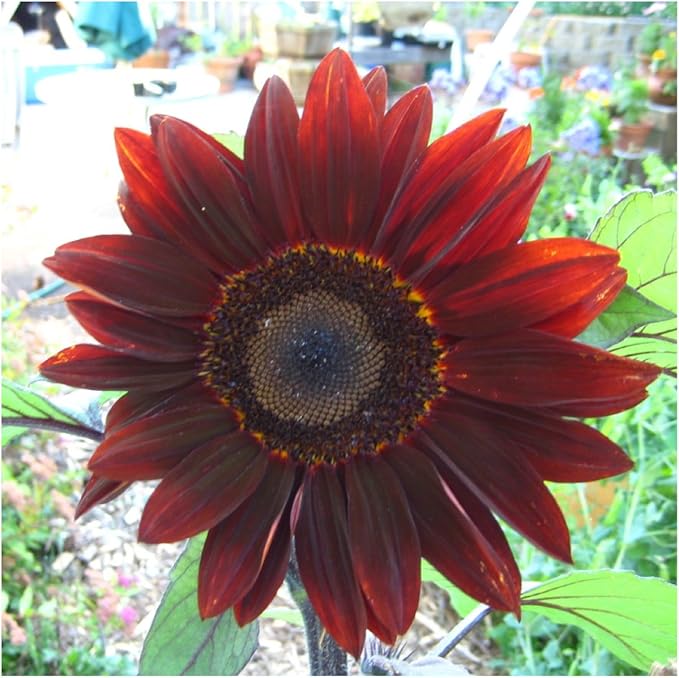Seed Needs Moulin Rouge Sunflower Seeds for Planting Red Sunflowers - F1 Hybrid Deep Burgundy Flowers Perfect for Bouquets & Floral Arrangements as a Cut Flower (1 Pack)