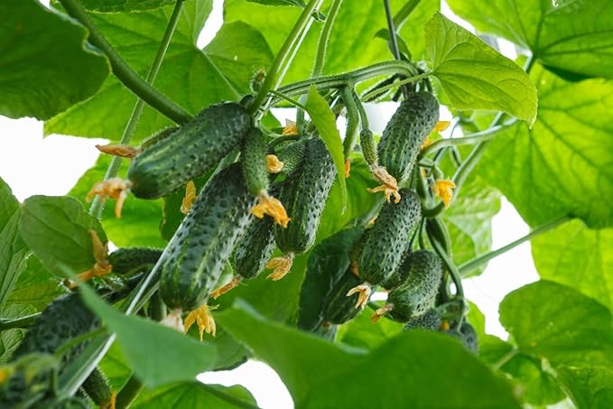 Cucumber Bush Gherkin Seeds for Pickling Early Vegetable for Planting Giant Non GMO 40 Seeds