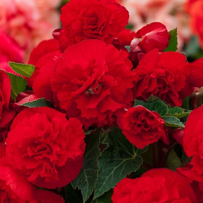 Outsidepride Dark Red Limitless Begonia Seeds for Planting - 50 Pcs Perennial Flower Seeds with Large Blooms, Arching & Pendulous Growth Habit, for Containers, Hanging Baskets, or Landscape Plantings