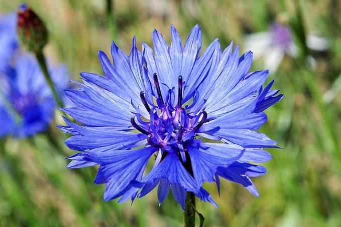 600 Tall Blue Bachelor Button Seeds for Planting Blue Cornflower. 3 Grams Non GMO Heirloom USA Harvested pollinator bee Butterfly
