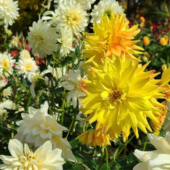 Mixrug Mix Dahlia Seeds for Planting, 400pcs Rare Perennial Garden Dahlia Flower Seeds Non-GMO Heirloom Flower Plants, Beauty Home Garden for Outdoors
