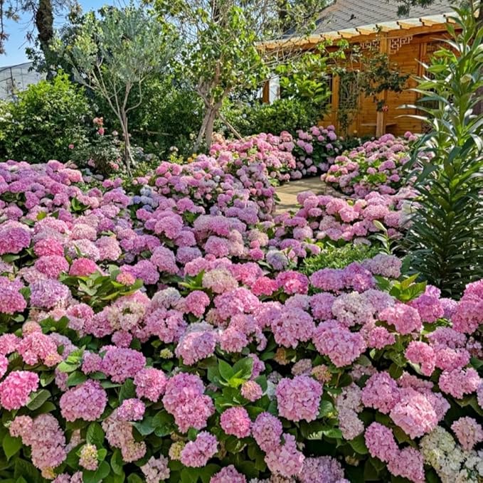 Perennial Hydrangea Seeds 55pcs - Heirloom Ornamental Flower, Big Fluffy Blooms & Cold-Hardy for Balcony Yard Borders
