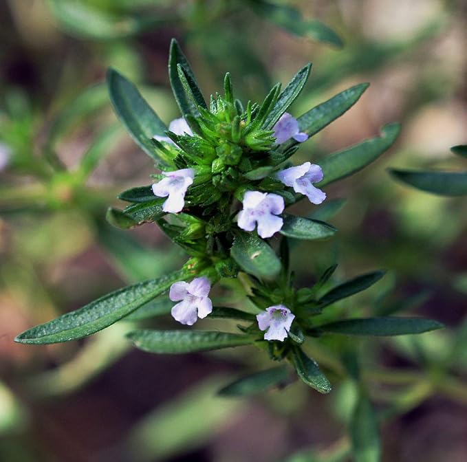 Seeds Summer Savory Heirloom Herbs for Planting Non GMO 800 Seeds