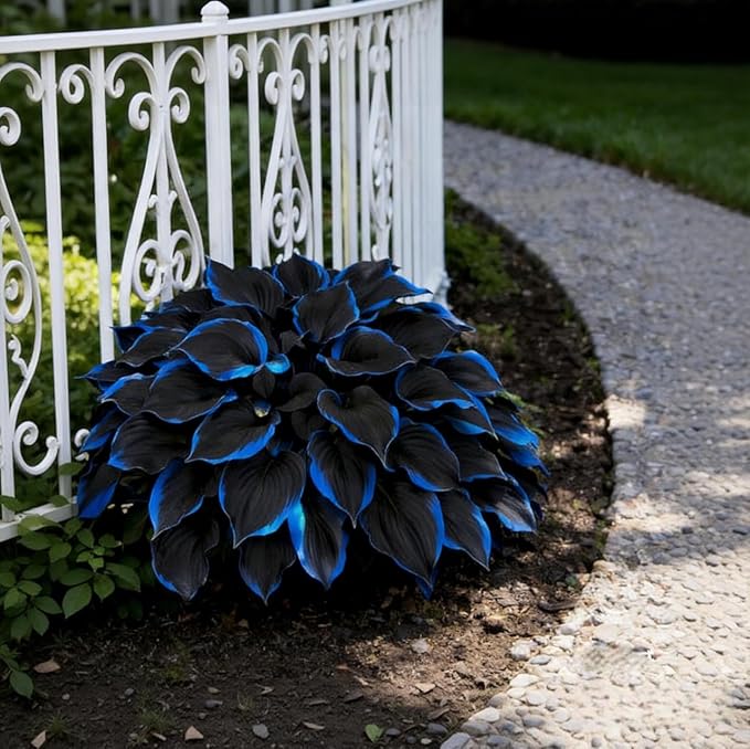 199+ Hosta Flower Seeds for Planting - Non-GMO Heirloom Perennial, Perfect for Shaded Gardens, Low Maintenance & Long Blooming Plants