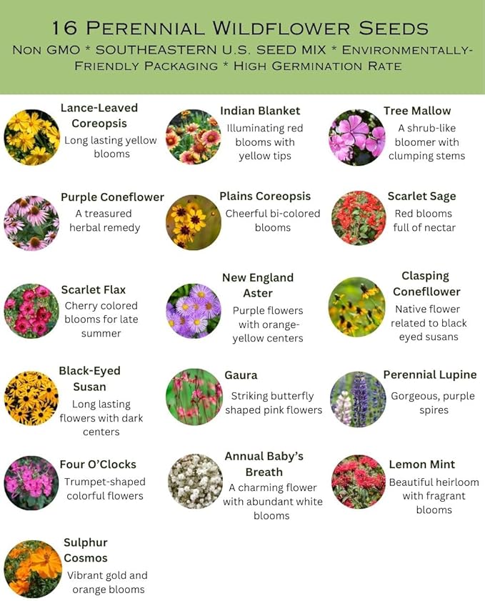 Southeast US Species Bulk Perennial Wildflower Seed Mix 1lb Covers 2,000sq-ft - Attract Pollinators, Colorful Blooms - Plant in Spring/Fall, Earth-Friendly (1/8 Pound (2 Ounce)) (1/8 Pound (2 Ounce))