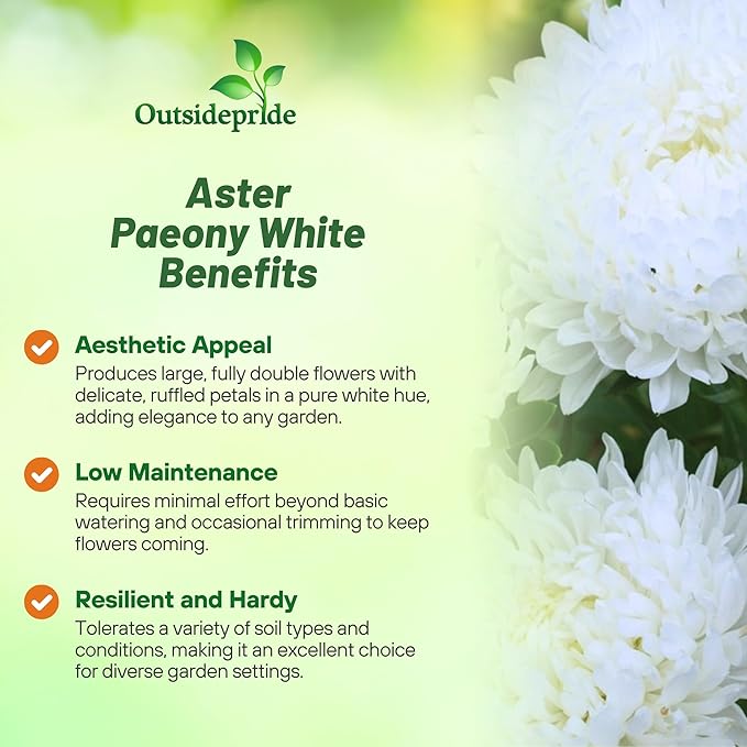 Outsidepride Paeony Aster Seeds - 2,000 Pcs Annual, Hardy & Pollinator Friendly Flower Seeds for Planting Vibrant Double Incurved White Petals, Ideal for Meadows & Aesthetic Gardens