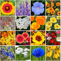 Grow Your Own Vibrant Annual and Perennial Wildflower Garden Mixture, Varieties for Pollinators and Spring Gardens - Dry Places Mix, 1/4 lb