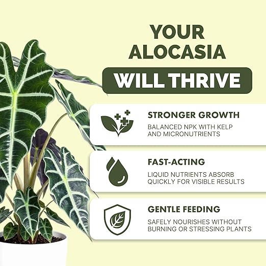 Alocasia Fertilizer – Liquid Plant Food for Bigger Leaves, Stronger Roots & Healthy Tropical Growth, 8 oz