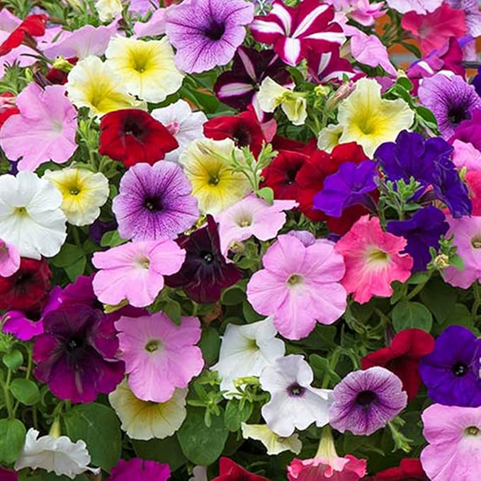 1000Pcs Petunia Flower Seeds Colourful Mix Flowers Seeds Easy to Grow Hanging Basket Flower for Planting & Growing Garden Home Garden Balcony