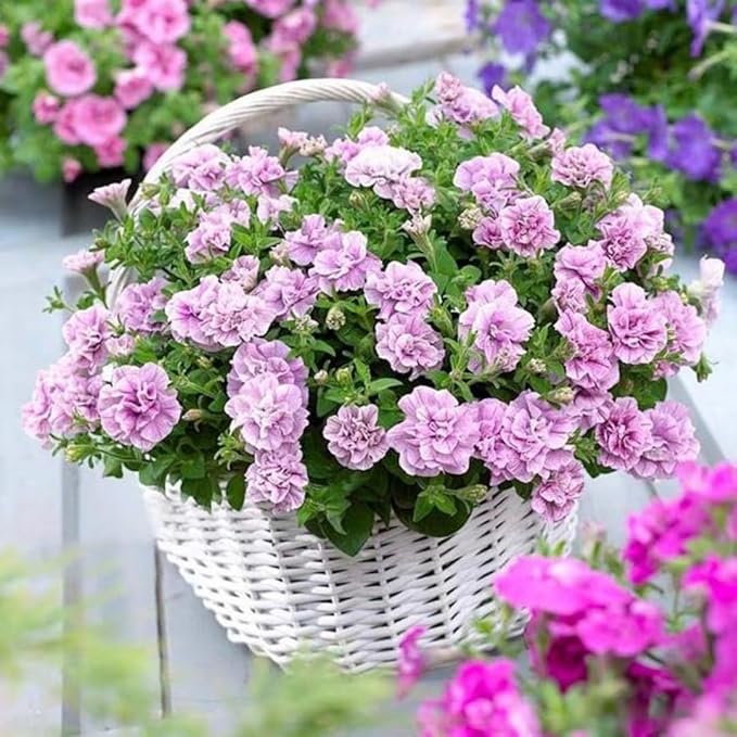 Petunia Seeds Mix 1000pcs- Vibrant Multi-Color Blooms for Pots, Hanging Baskets & Borders, Fast Growing Flowers to Attract Butterflies, Beginner-Friendly Garden Starter Pack