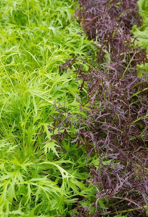 Seeds Mizuna Mix Lettuce Salad (Japanese Cabbage) Water Microgreen Heirloom Vegetable Non GMO