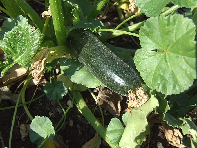 NIKA SEEDS - Seeds Vegetable Zucchini Black Beauty - 30 Seeds