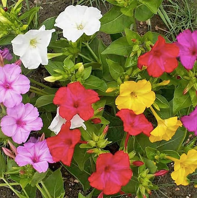 80 Mixed Four O'Clock Seeds - Tender Perennial That Reseeds Easily