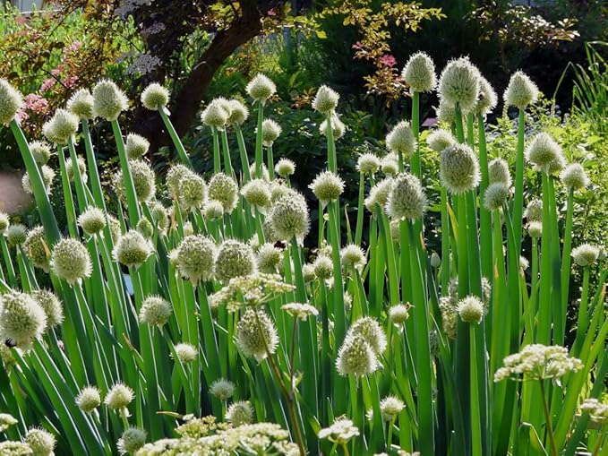 SeedsUP - 400+ Seeds Welsh Bunching Onion - Vegetable Green