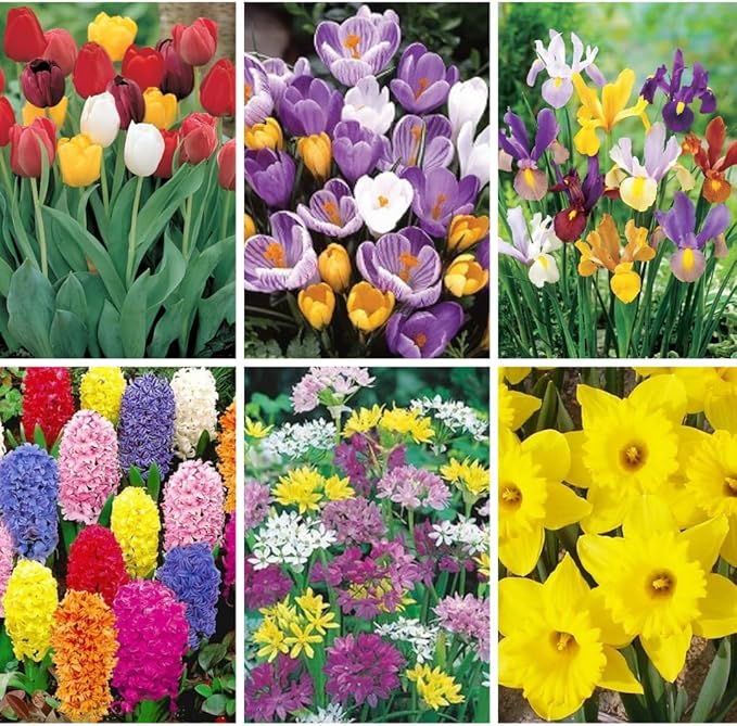 30 Mix Flower Bulbs, Assorted Bulbs for Planting, Mixed Daffodils, Hyacinths, Allium, Iris and More - Colorful Hardy Perennial Flower Bulb Bulk for Spring Blooms, Fall Planting in Gardens, Borders