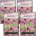 Sow Right Seeds - Purple Globe Amaranth Seeds for Planting - Non-GMO Heirloom Packet with Instructions to Plant & Grow an Outdoor Home Flower Garden - Gomphrena Pompom Flowers - Use Dried for Tea (4)