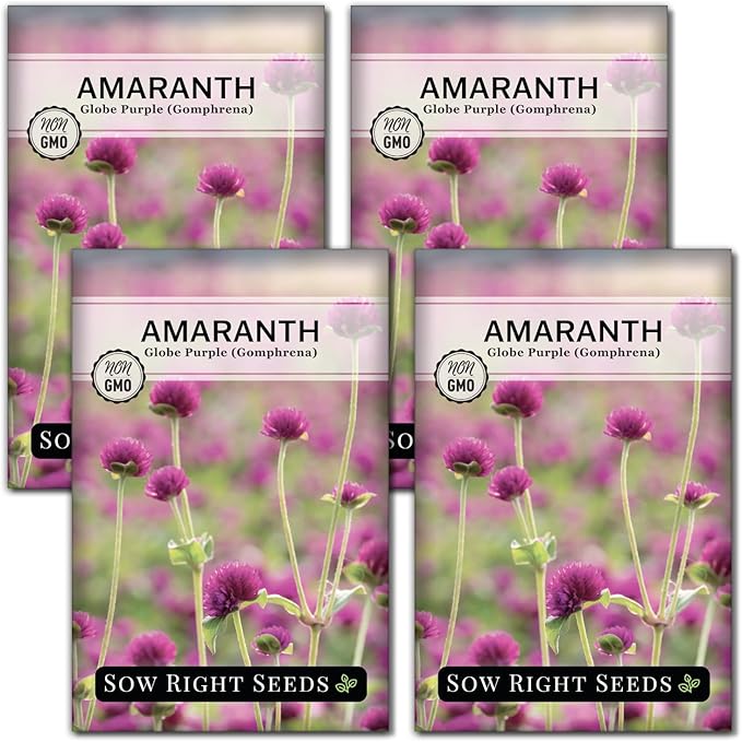Sow Right Seeds - Purple Globe Amaranth Seeds for Planting - Non-GMO Heirloom Packet with Instructions to Plant & Grow an Outdoor Home Flower Garden - Gomphrena Pompom Flowers - Use Dried for Tea (4)