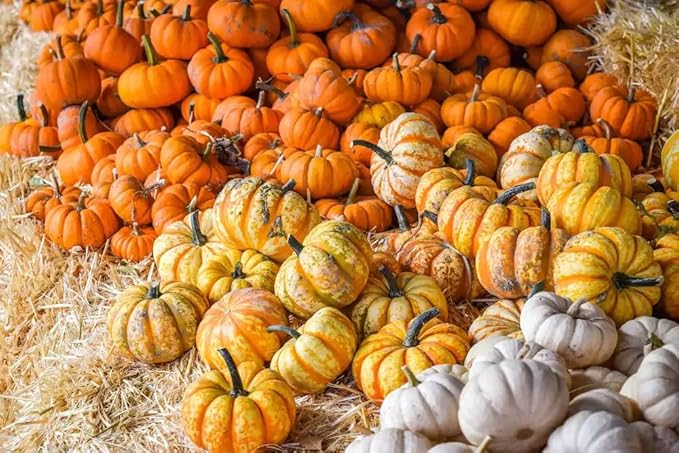Park Seed Mini Harvest Blend Pumpkin Seeds – Non-GMO Decorative & Edible Miniature Pumpkins in 3 Colors, Space-Saving Powdery Mildew Resistant Varieties, Pack of 25