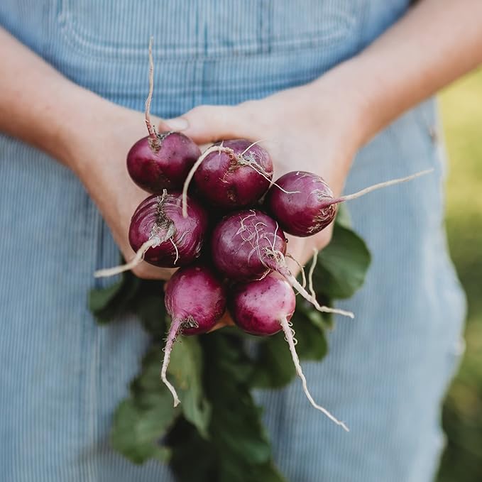 Purple Plum Radish - 150 Seeds - Heirloom & Open-Pollinated Variety, Easy-to-Grow & Fast-Growing, Non-GMO Vegetable Seeds for Planting Outdoors in The Home Garden, Thresh Seed Company