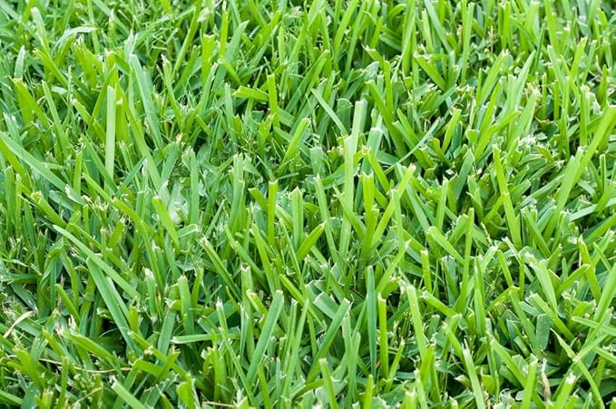 Bermudagrass Seeds for Planting - Great for Yard and Lawn Grass (8 Ounces)
