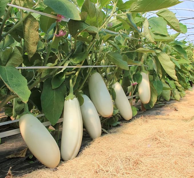 Seeds White Eggplant - Heirloom Vegetable - GMO Free