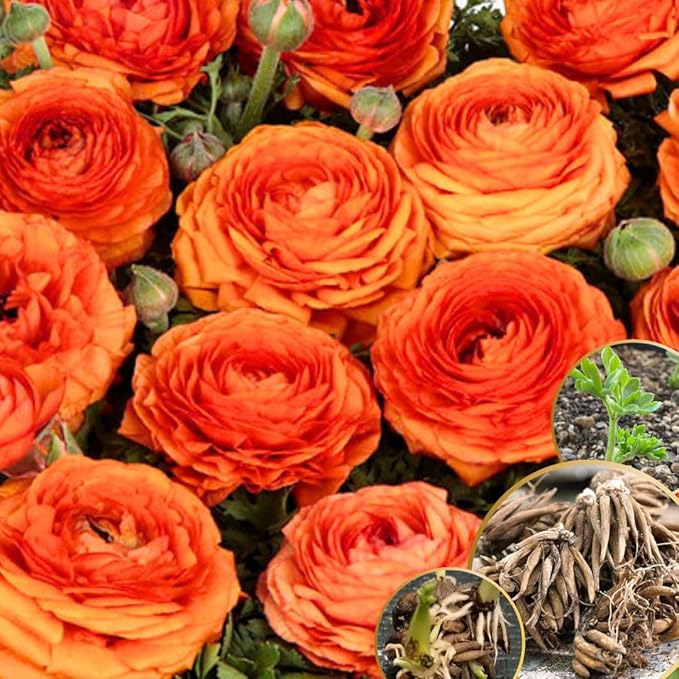 Pack 25 Ranunculus Bulbs for Planting, Orange Ranunculus Corms, Butterfly Ranunculus Flowers Bulbs to Grow, Peony Buttercup Ranunculus