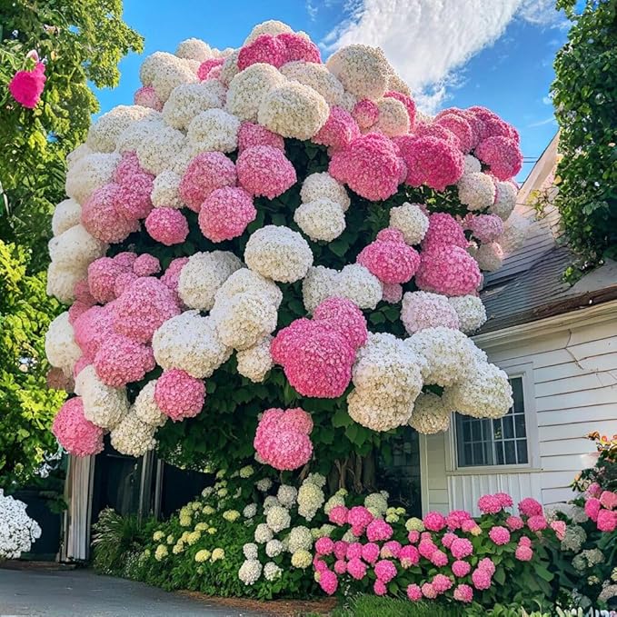65+ Perennial Mixed Hydrangea Seeds Flower Plant for Home Gardens Outdoor