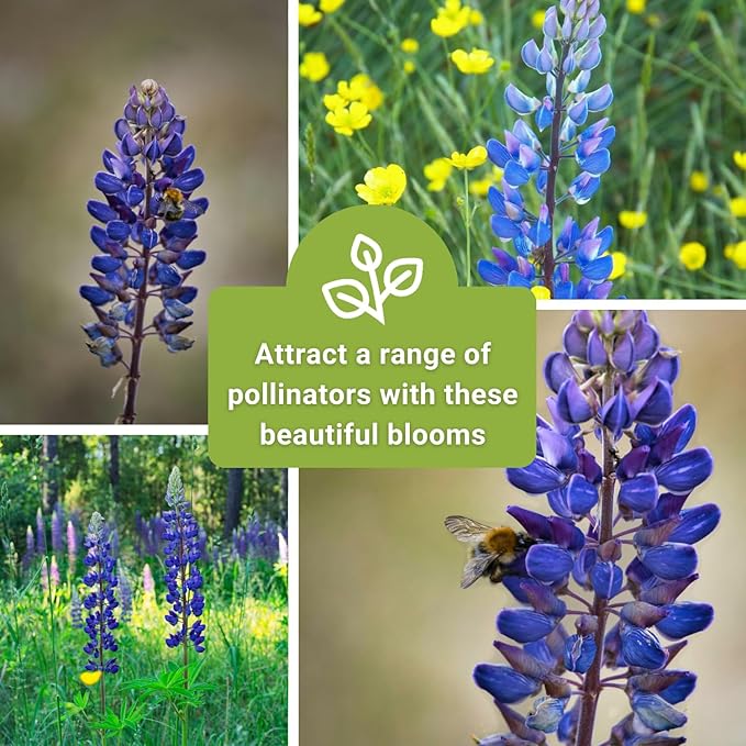Sow Right Seeds - Wild Blue Lupine Seeds for Planting - Non-GMO Heirloom Perennial - Easy to Grow - Beautiful Purple Flowers for Gardens and Landscapes - Ideal for Bee and Butterfly Attraction (1)