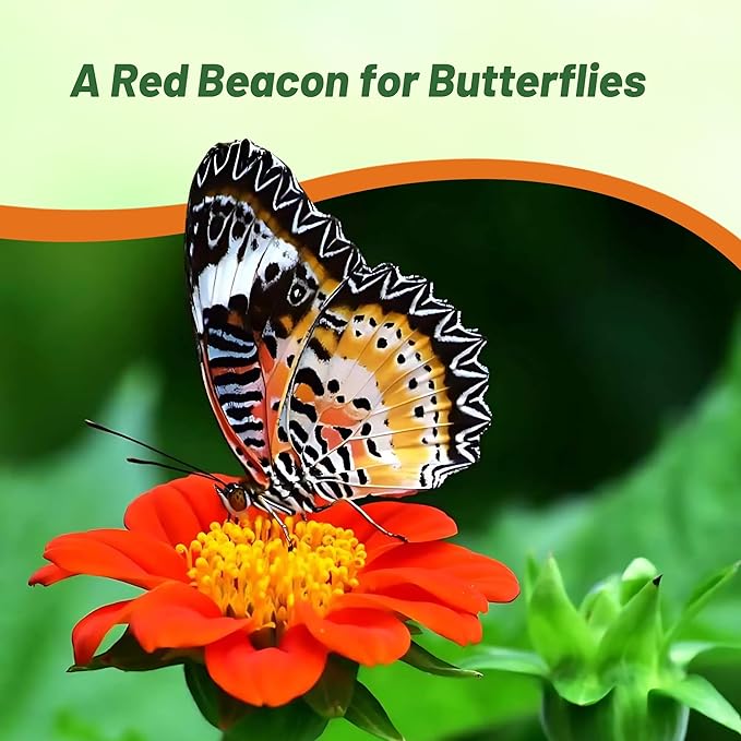 Outsidepride Red Torch Mexican Sunflower Seeds - 1000 Seeds Annual Tithonia, Fast-Growing, Heat & Drought-Tolerant Flower Seeds for Pollinator Gardens, Landscapes, & Flower Arrangements (AAS Winner)