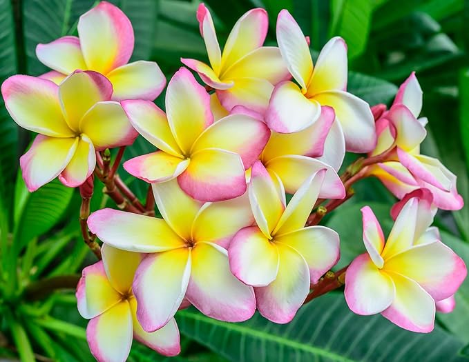 Mixed Color Plumeria Seeds for Planting Tropical Frangipani Rainbow Flower Seed Easy to Grow Colorful Blooms Perennial Patio Balcony Garden Rubra (10, Plumeria Seeds)
