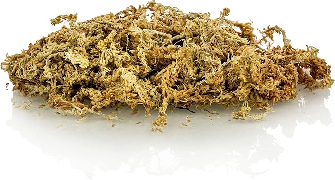 Premium Grade Sphagnum Moss by Gardenera - Organic Hand Mixed New Zealand Long Fibered Sphagnum Moss Orchid - 2 Quart