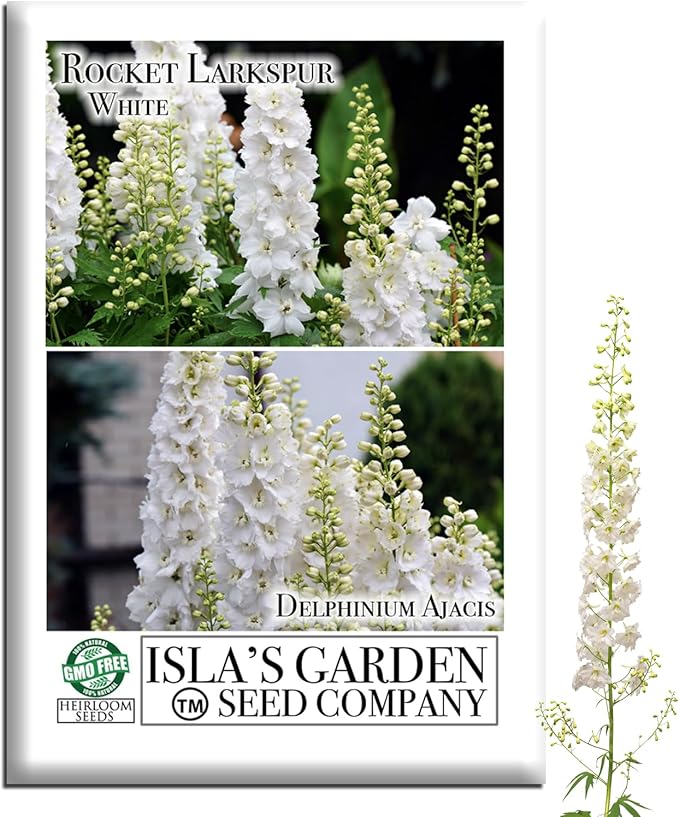 White Larkspur Rocket Flower Seeds (Delphinium ajacis) – 250+ Heirloom Non-GMO Seeds by Isla’s Garden Seeds, Tall Elegant Spikes, Cut Flower Garden Favorite, Cool-Season Annual Blooms, Gift Idea
