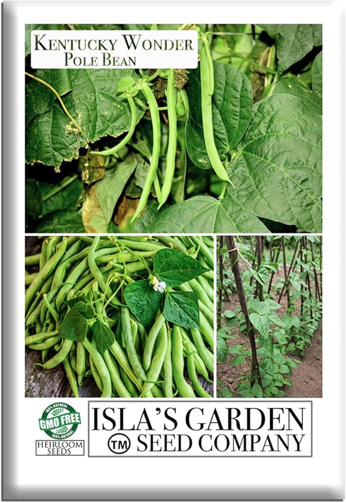 Kentucky Wonder Pole Bean Seeds (Phaseolus vulgaris) – 30+ Non-GMO Heirloom Seeds for Planting, Classic Climbing Variety with Tender Green Pods, by Isla’s Garden Seeds, Gift Idea for Gardeners