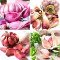 1 Pound Chesnok Red Hardneck Garlic Bulbs for Planting, Fresh High-Yield Hardy Garlic for Garden or Container Growing